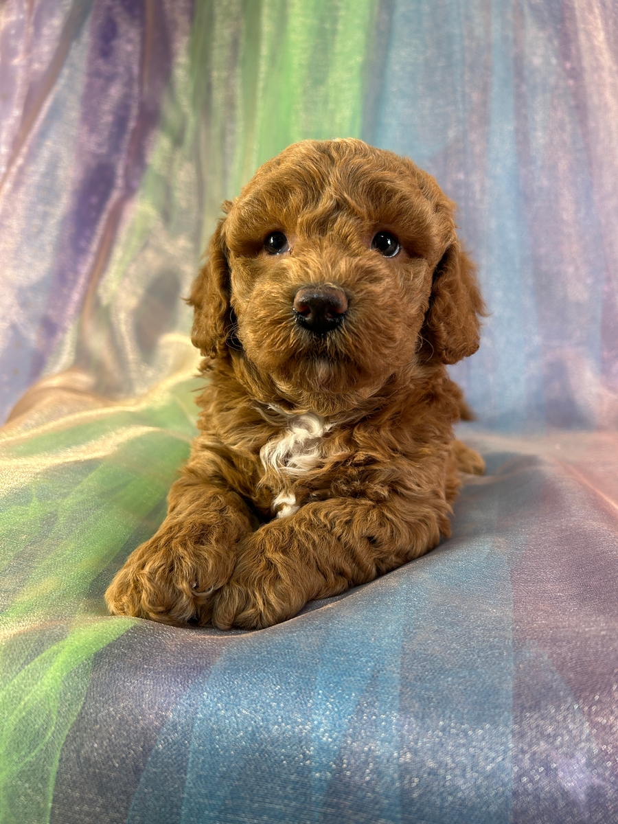 Female Bichon Poodle Puppy for Sale DOB 3-26-2026 $950